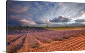 Lavender field at sunset, Valensole, France