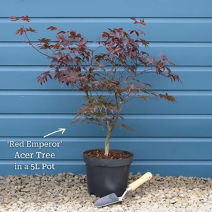 Red Japanese Maple Tree | Acer palmatum 'Red Emperor'