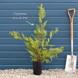 Leyland Cypress | Cupressocyparis leylandii