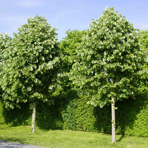 Silver Lime Tree | Tilia tomentosa