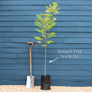 Staghorn Sumac Tree | Rhus typhina