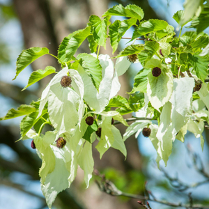 Pocket Handkerchief Tree | Davidia involucrata