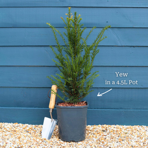 English Yew | Taxus baccata