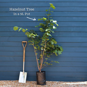 Hazel Tree | Corylus avellana