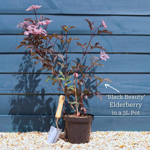 Black Elderberry Tree | Sambucus nigra 'Black Beauty'