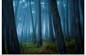 Clearing in Cypress tree forest