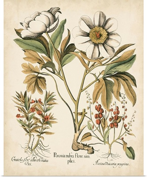 Ivory Peonies IV