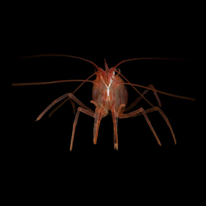 True Peppermint Shrimp (Lysmata wurdemanni) (Single)