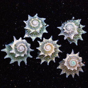 Spiny Astrea Snails (4 Pack)