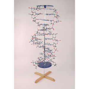 cochranes Orbit Proview DNA Model Kit