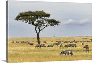 Burchell's Zebra, Equus Quagga Burchellii, Serengeti National Park, Tanzania, Africa