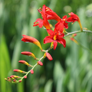 Crocosmia Lucifer