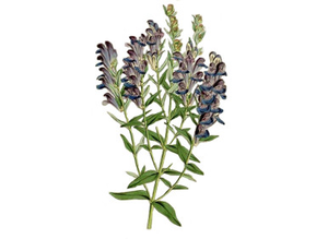 Skullcap Baical Seeds