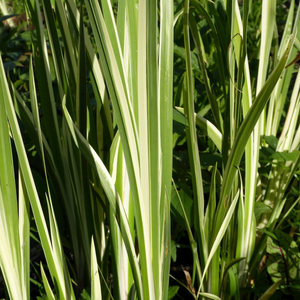 Acorus calamus 'Variegatus' (Variegated Sweet Flag)