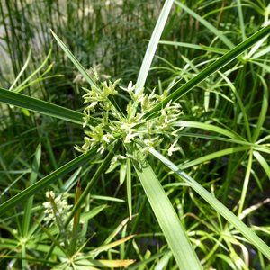 Cyperus alternifolius (Umbrella Palm)