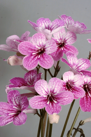 Streptocarpus 'Celebration'
