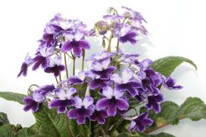 Streptocarpus 'Katie'