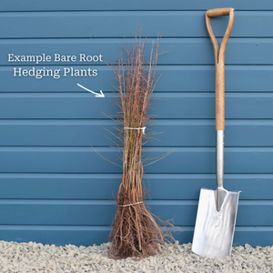 Salt Cedar Hedging | Tamarix tetrandra