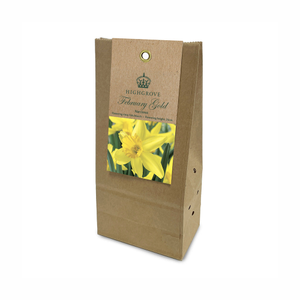 Narcissus ‘February Gold’ Bulbs (Pack of 10)