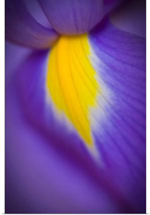 Blooming Yellow