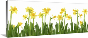 Yellow Daffodils