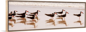 Black Skimmers I