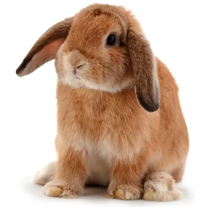 PLT Frozen Rabbit 600g+