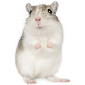 PLT Frozen Gerbils 50g+