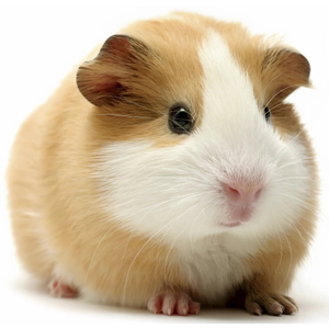 PLT Frozen Guinea Pig 200g+