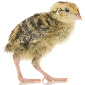 PLT Frozen Quail Small 5g+
