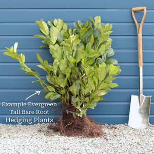 Golden Privet Hedging | Ligustrum ovalifolium 'Aureum'
