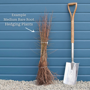 Dogwood Hedging | Cornus sanguinea