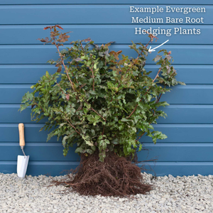 Common Box Hedging | Buxus sempervirens