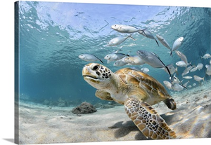 Turtle And School Of Fish