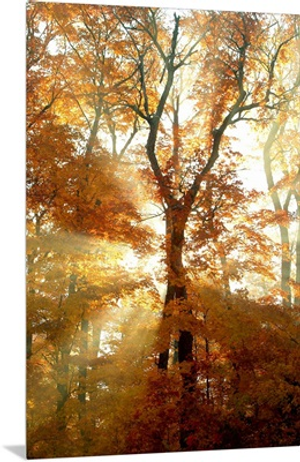 Sun Breaking Through Trees