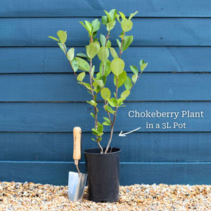 'Viking' Chokeberry Bush | Aronia x prunifolia