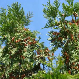 Western Red Cedar | Thuja plicata 'Atrovirens'