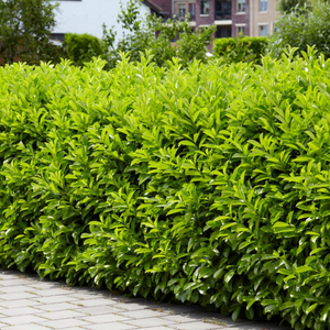 Cherry Laurel Hedging | Prunus laurocerasus 'Rotundifolia'