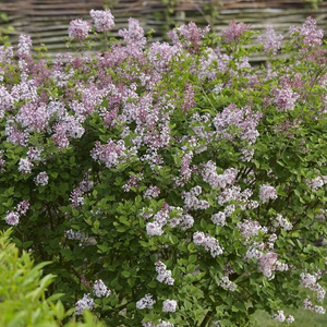 Lilac | Syringa 'Josée'