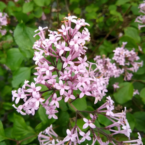 Lilac | Syringa 'Red Pixie'