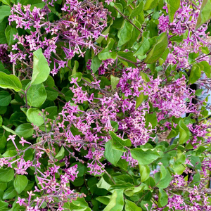Lilac | Syringa 'Bloomerang Dark Purple'