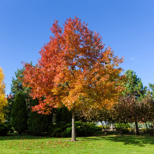 Red Oak Tree