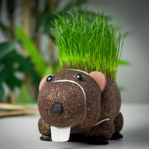 Grow Your Own Hairy Beaver