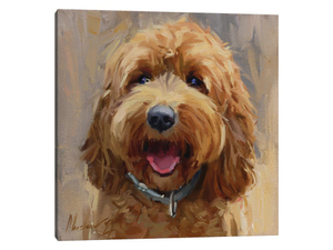 Yellow Labradoodle