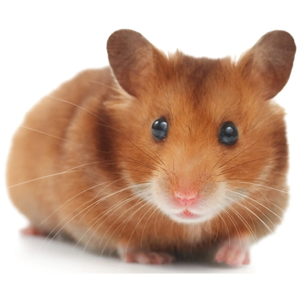 PLT Frozen Hamsters 40g+