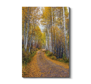 Fall In Aspen Colorado