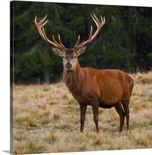 Italy, Trentino, Parco Naturale Paneveggio Pale di San Martino, Red deer