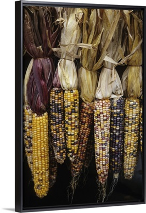 Massachusetts, Acton. Indian corn on display