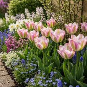 Tulip Viridiflora Groenland | 7 Bulbs Per Pack