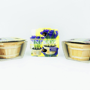 Crocus Purple Indoor Wooden Planter Gift |10 Crocus bulbs